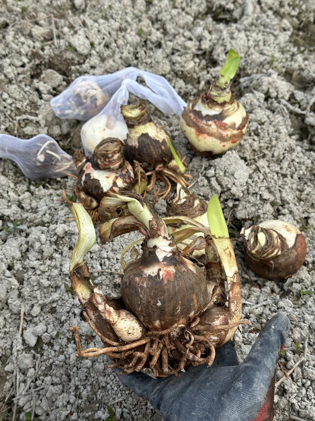 花友明年去非洲，朱顶红来农场放生一年