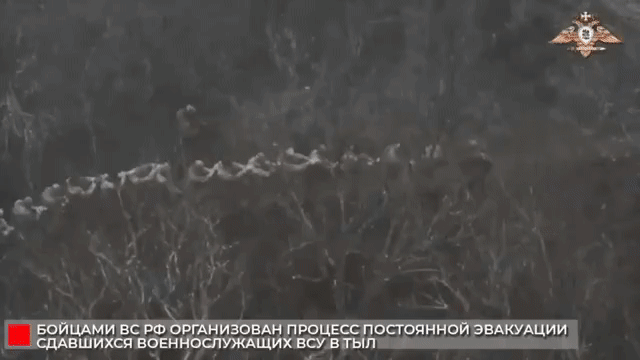 昨天，一大群乌克兰军人在米尔诺格勒地区向俄军投降。

据说有近百人的规模。

画