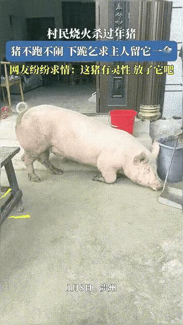 都说万物皆有灵，你相信猪也会“求饶”吗？在贵州的一个小村庄，一头即将被宰杀的年猪