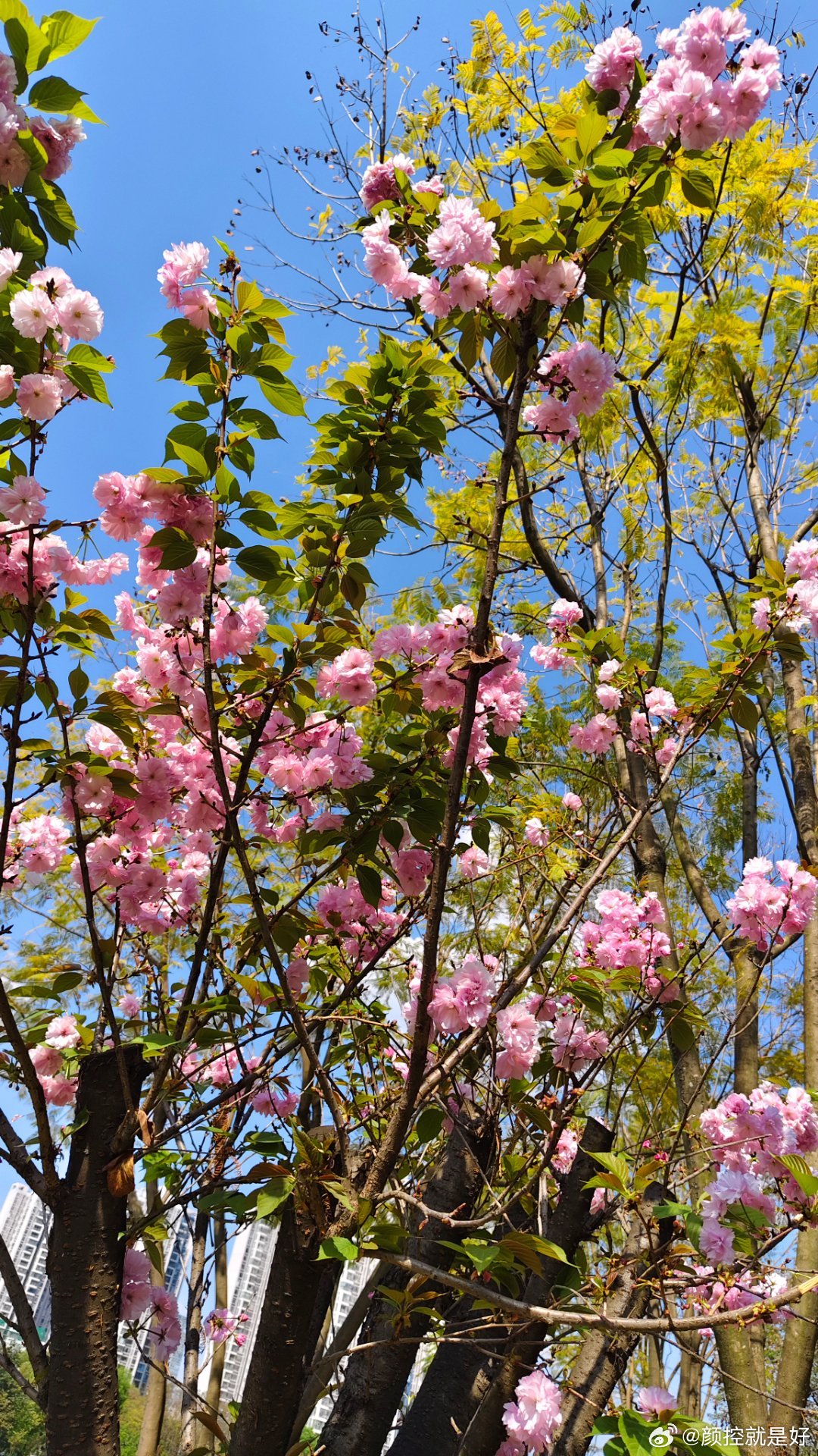 距离清明放假只剩4天今年清明节天气挺好的，很适合出门去看花呢