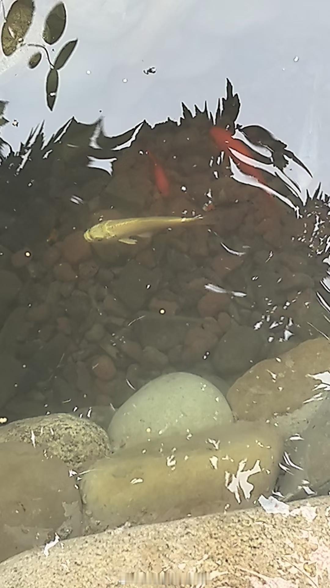 漂亮花园慢慢成型中见证过程装修日常 生活手记老房改造  ​​​