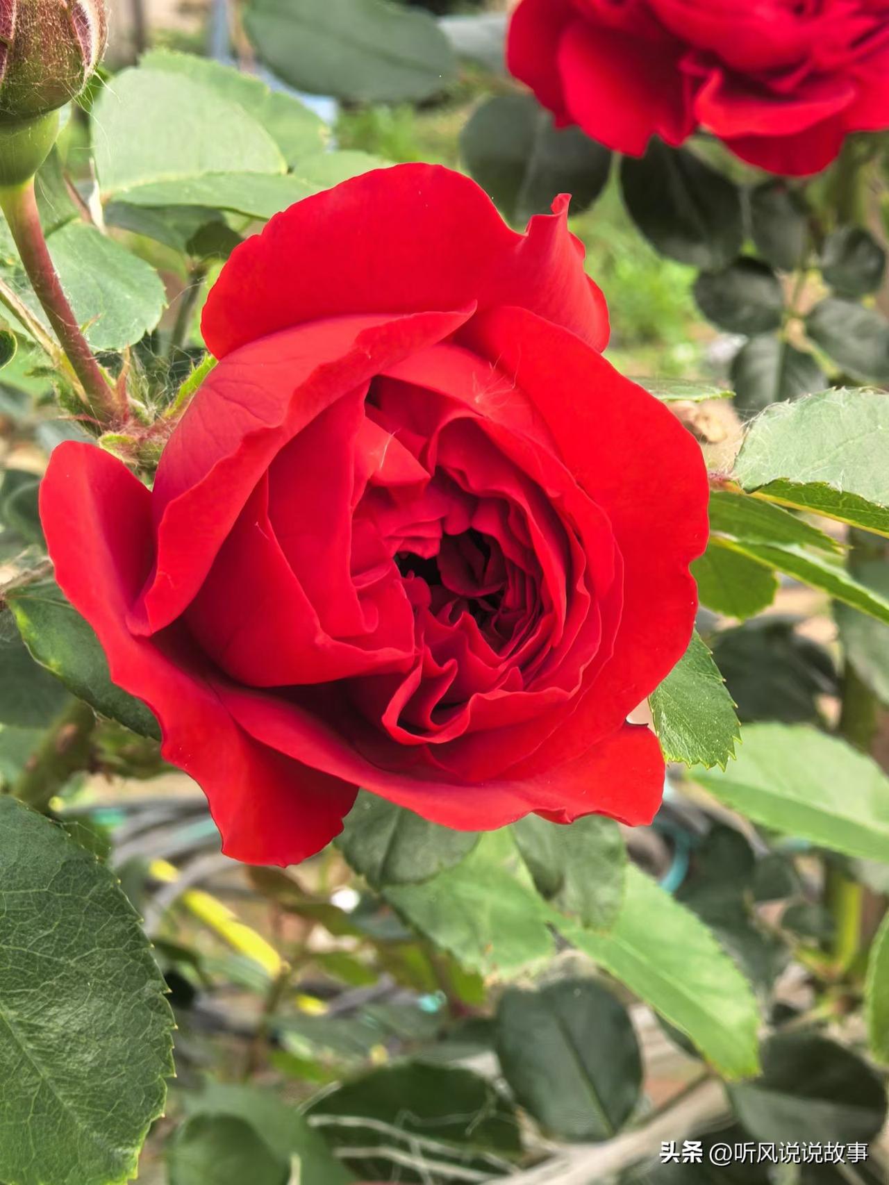 ❤️为别人点灯，自己也走在亮处；替别人铺路，自己的世界也变大了。你帮别人渡过难关