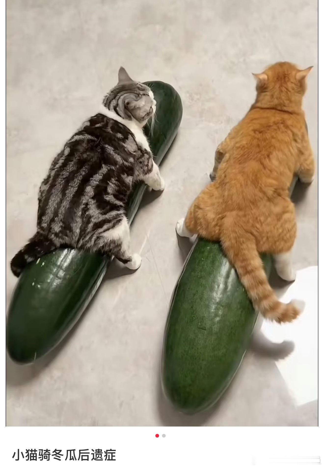小猫抱冬瓜后遗症。。。好萌啊 