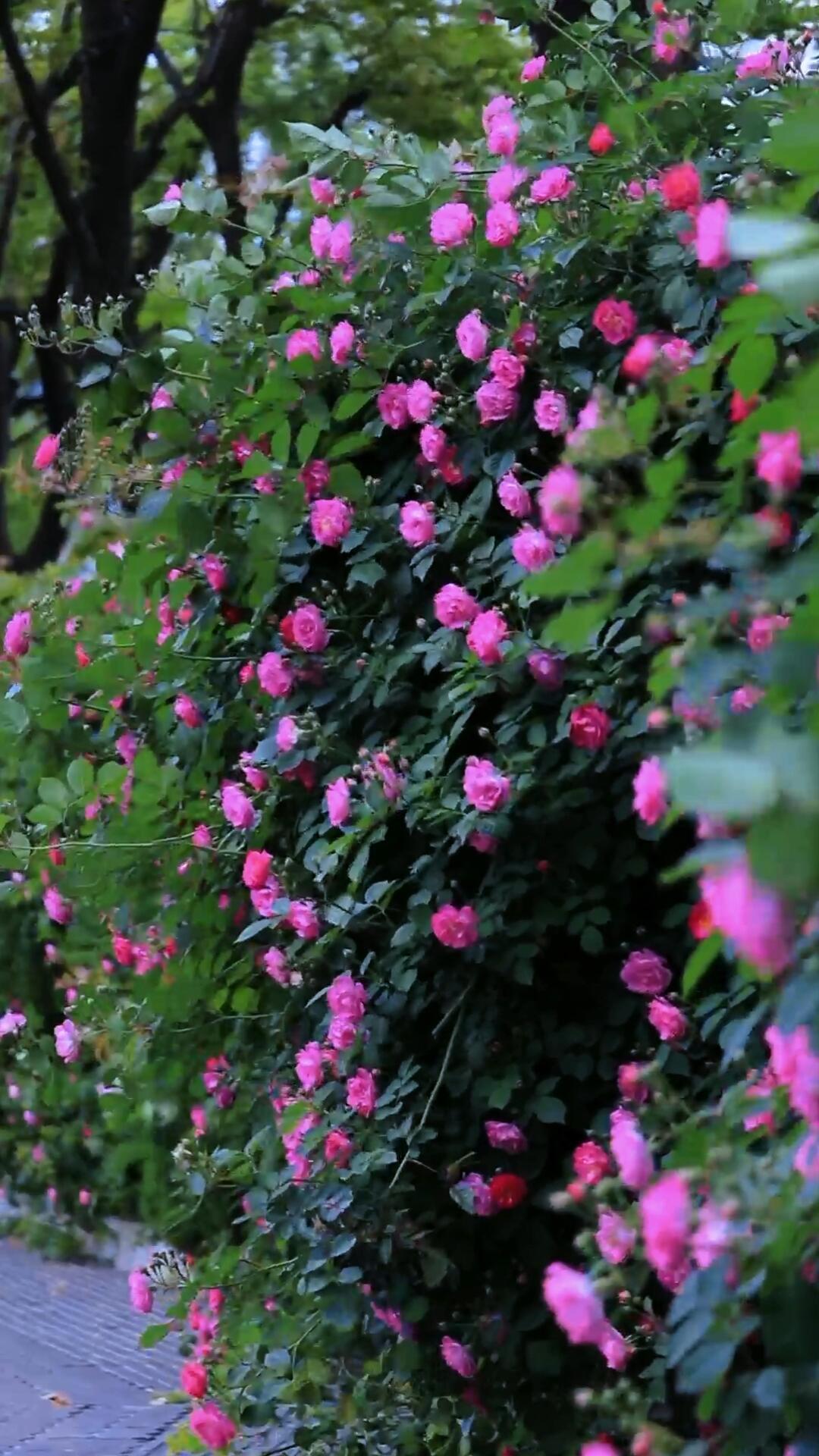 美不美您说了算