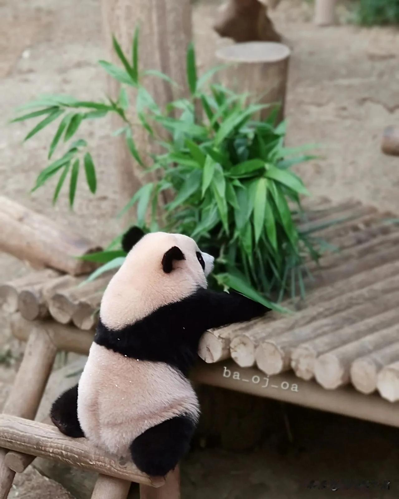 我喜欢睿宝的背影。


很多时候，不是正面的脸，才吸引人，背影一样让人惊艳。

