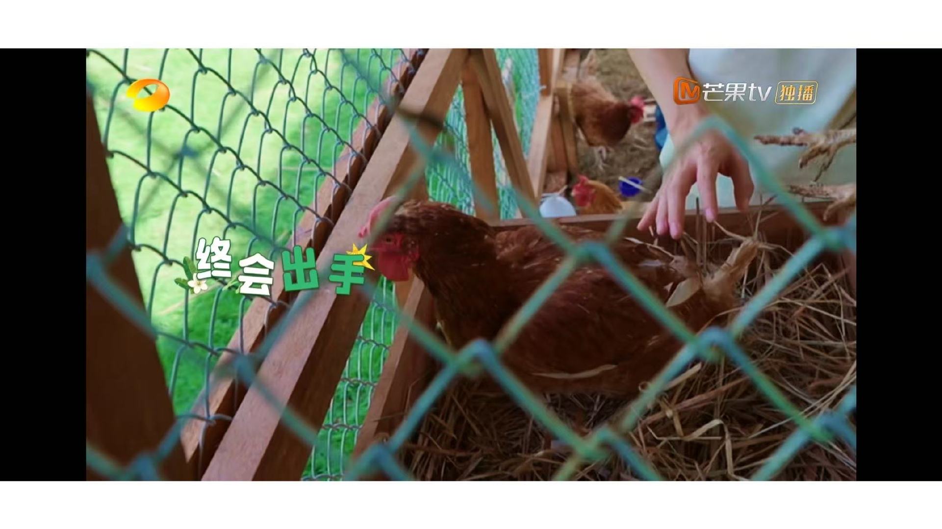 王俊凯安抚受伤小鸡王俊凯给小鸡道歉 《中餐厅》路透，王俊凯蹲在鸡舍模仿鸡叫哄小鸡