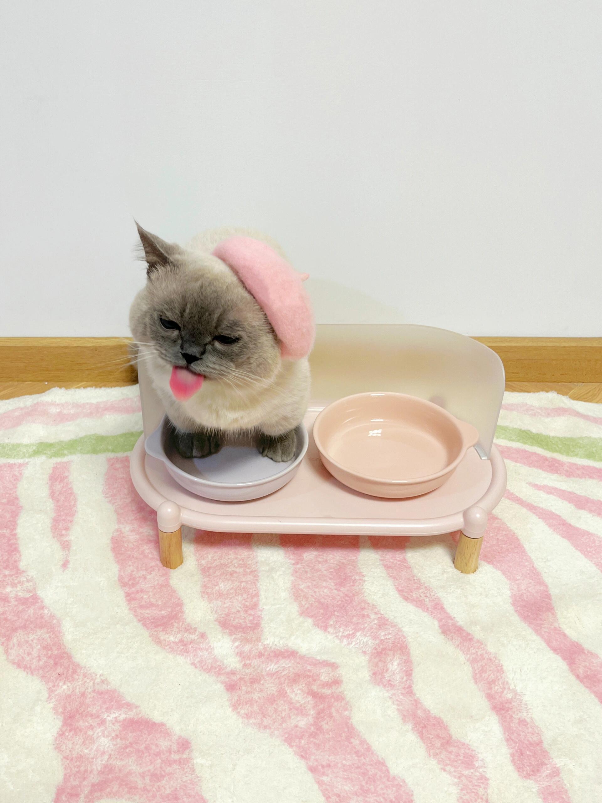 #这个猫水碗有点辱猫了#睡过头没放饭 他居然黑脸站猫碗里了#萌宠##猫咪# ​​