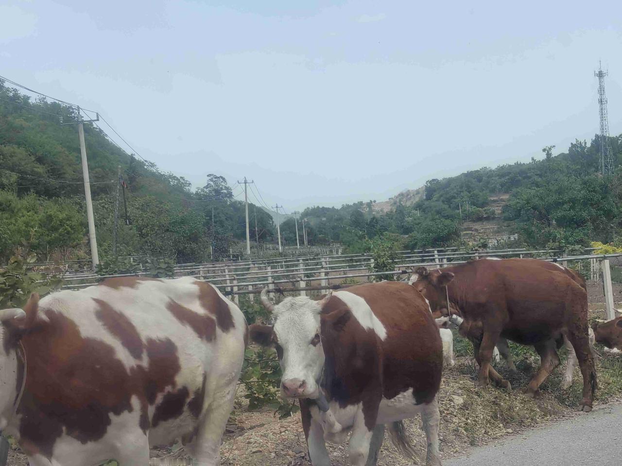 几头牛堵了早高峰的路，没人按喇叭

今早开车，前面几头牛慢悠悠横穿马路。司机们全