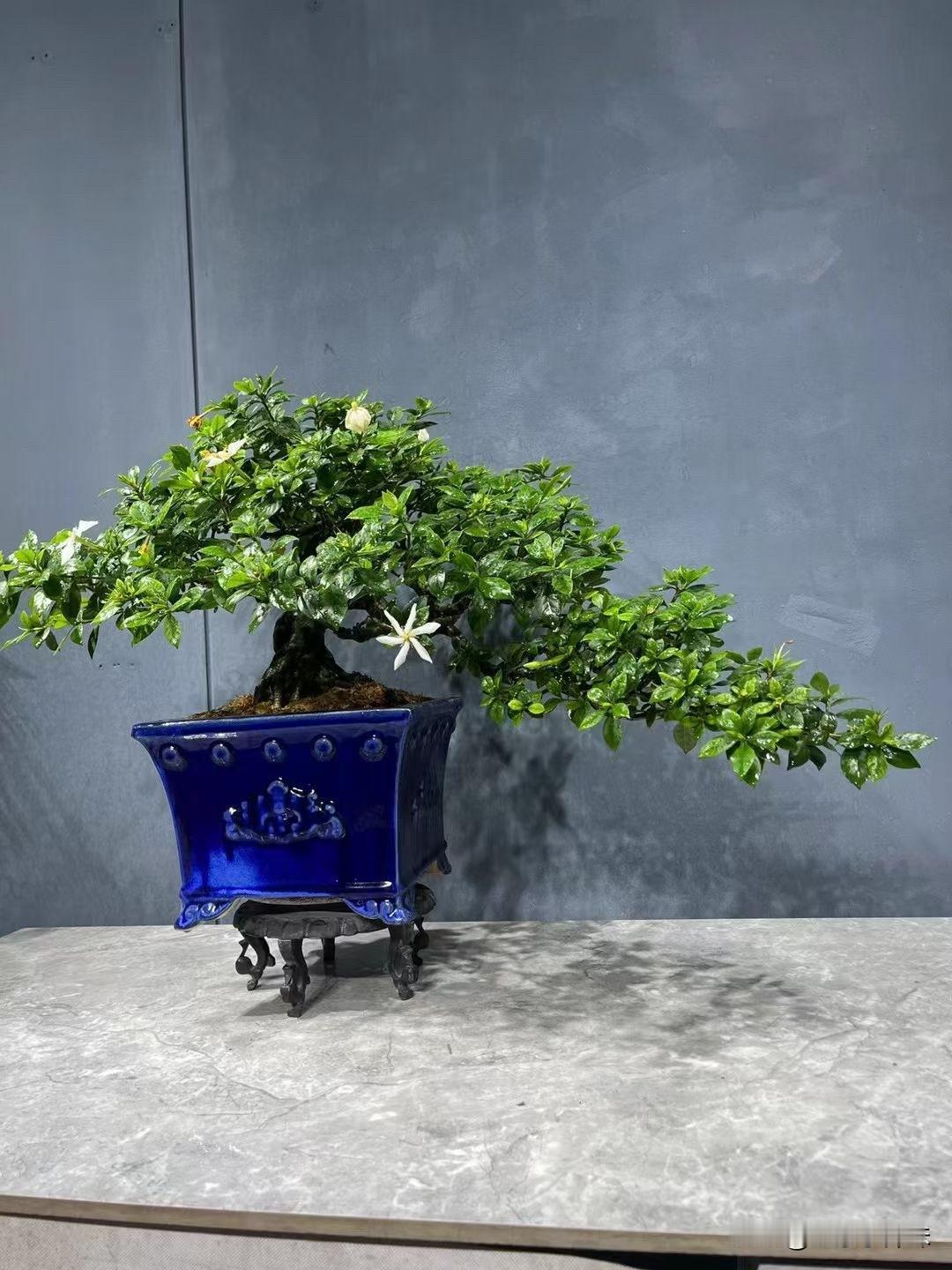 绿叶扶疏映，盆栽入画来。榄叶栀子花栀子花技巧 四季栀子花老桩