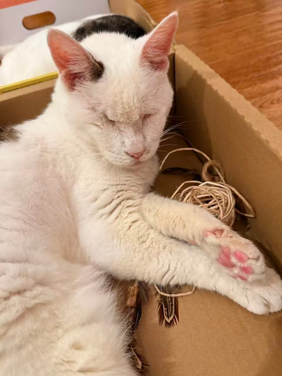 原来小狗的尴尬期这么糟糕很多朋友说小猫成长过程也有尴尬期，但我的小猫们全程都很好