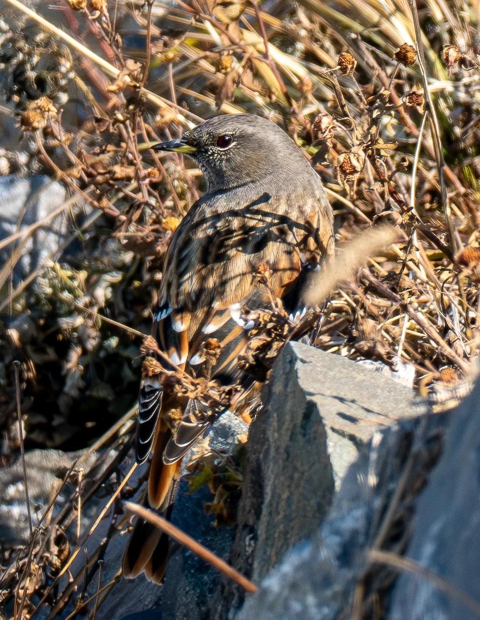 【观鸟记】深秋时节妙峰山（附简要攻略）
2025.11.4 妙峰山玫瑰谷
碎碎念