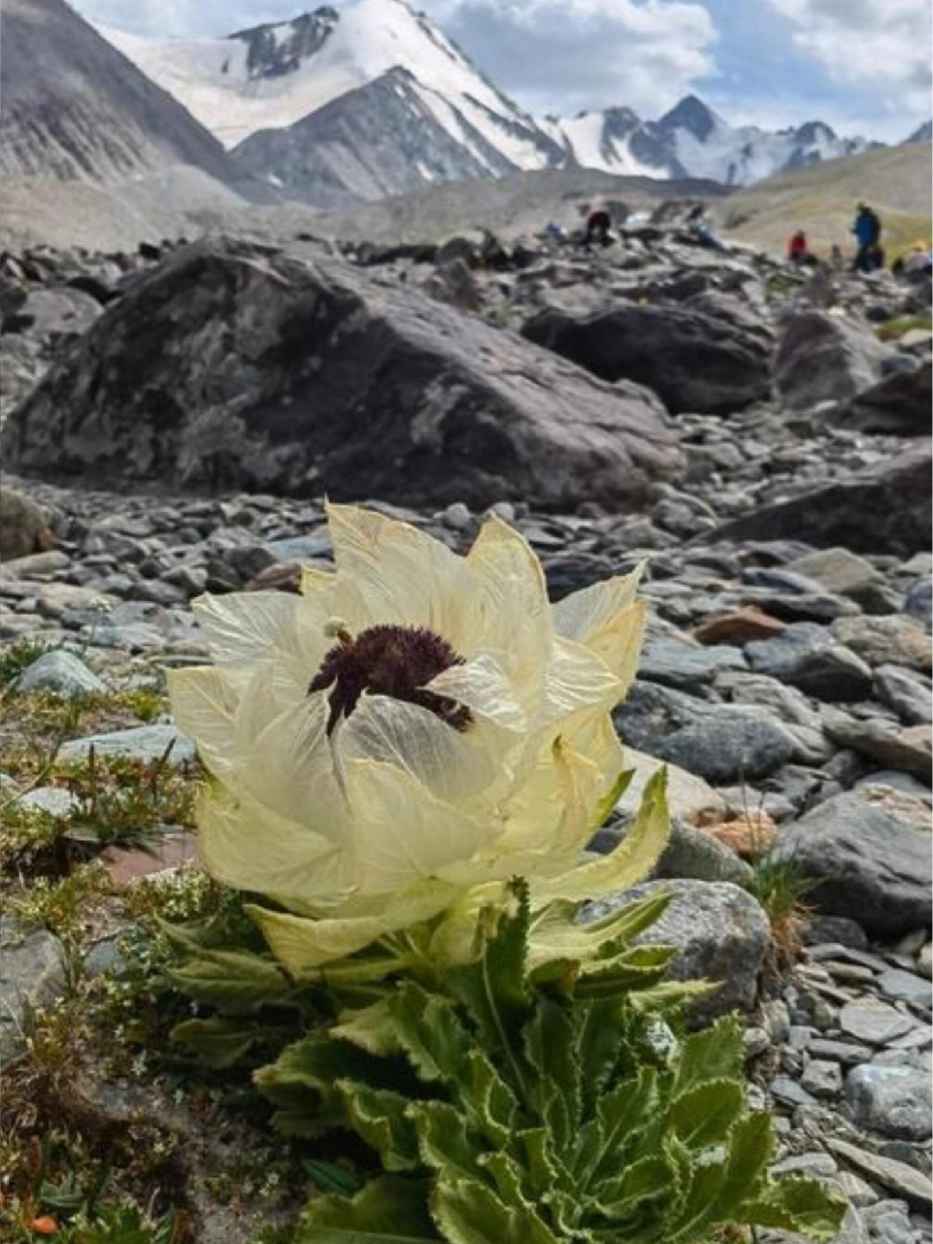 中医中药 | 专业科普 | 植物科普🌨️【雪线之上的本草传奇：天山雪莲的药用奥