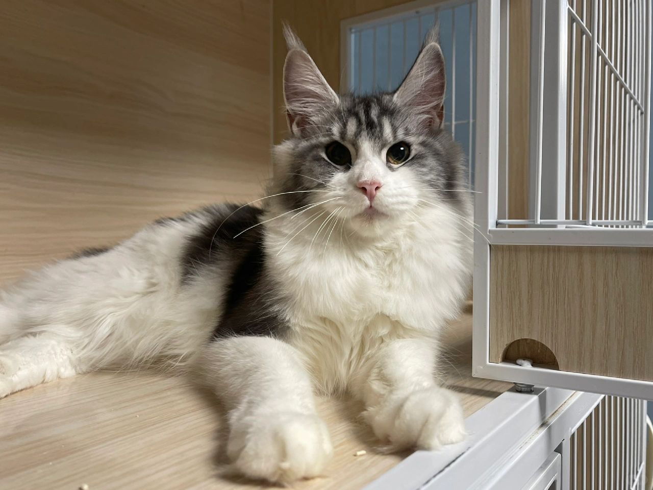 缅因｜银虎斑加白小公主