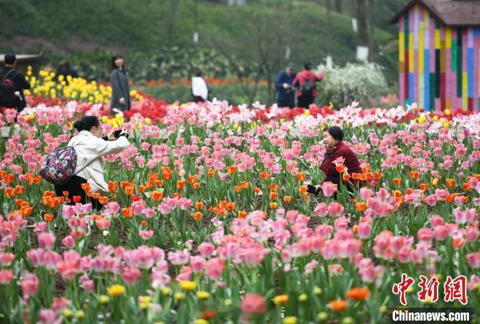 #园博园五万株郁金香绽放#3月13日，重庆园博园内五万余株各色郁金香纷纷绽放，吸