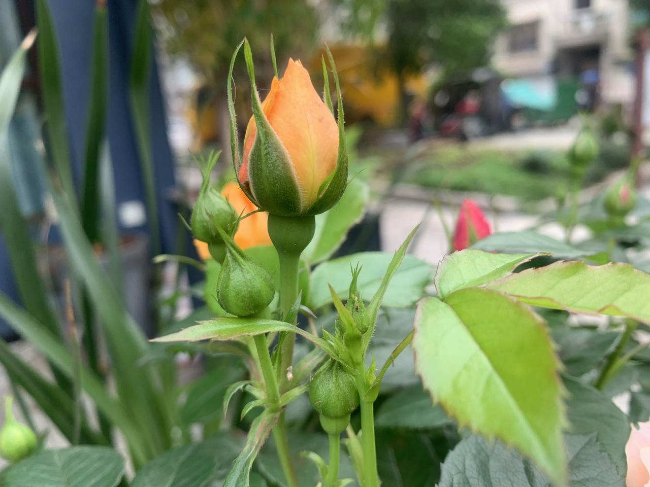 北京协和医学院博士张海敏说：
别总把“烦死了、累死了、难受死了”挂在嘴边，说多了