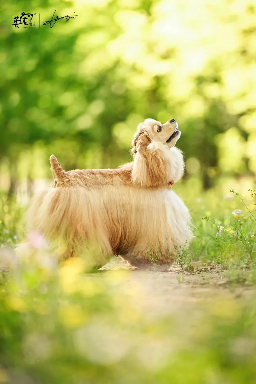 连翘开了
4月中旬，新的花开好了
宝宝们来玩么？😍