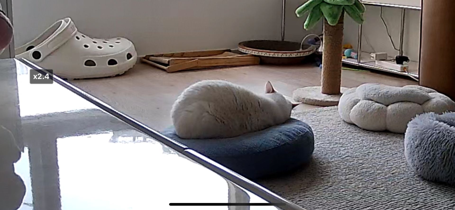 啊啊啊好可爱啊猫的小屁屁