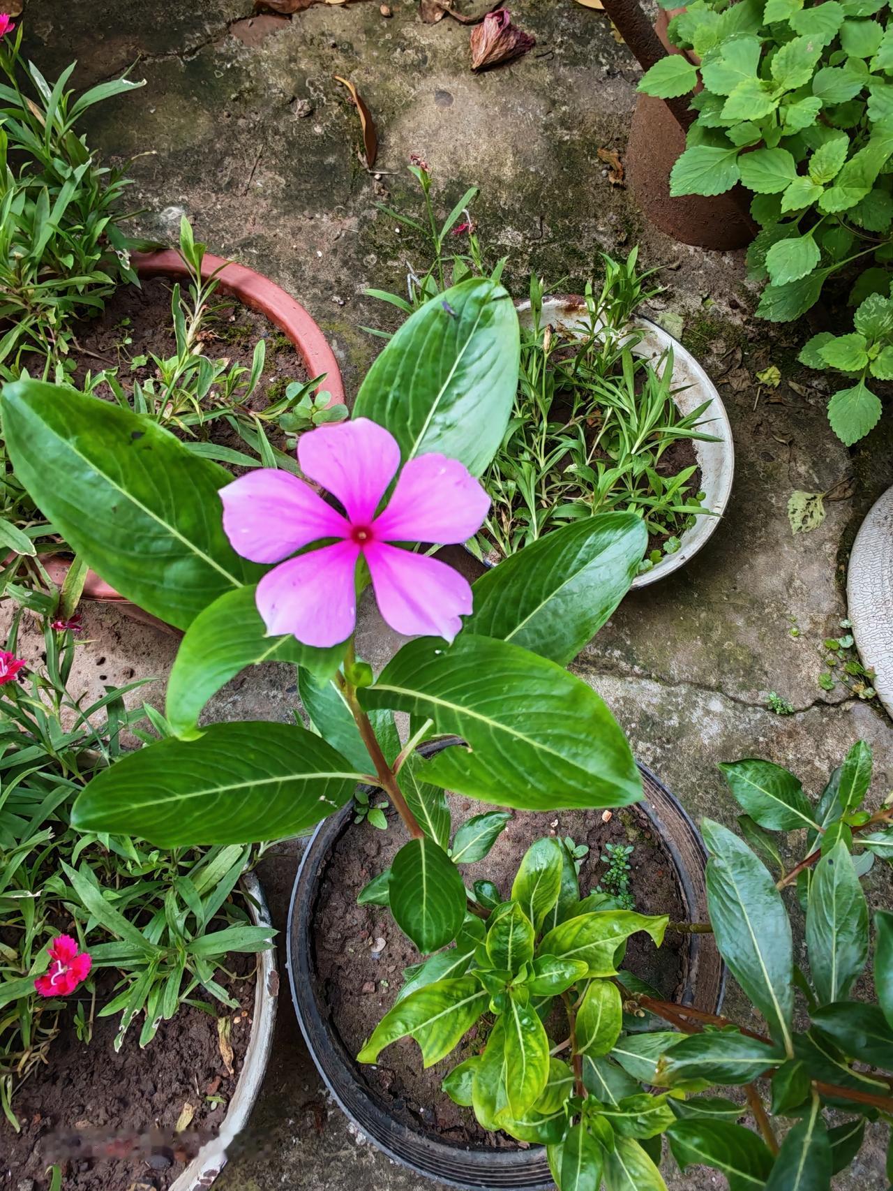 就只有这朵小花花能顶住烈日，其它都被烈日烤炎了。