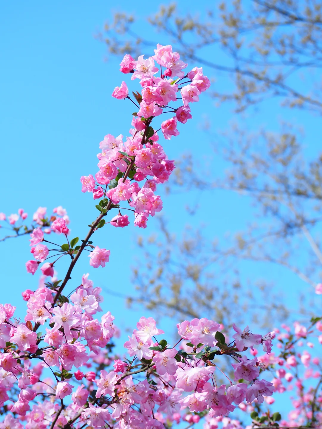 胃会好，就像花会开