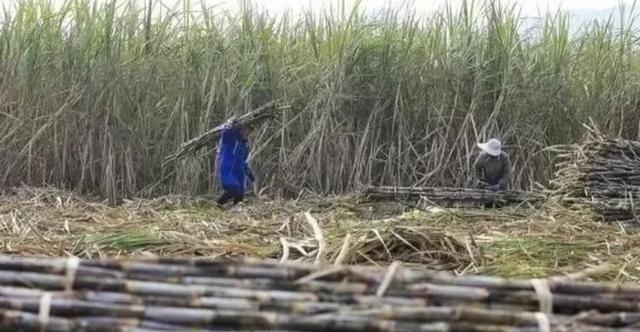 越南变化确实大，以前喊越南人过来广西砍甘蔗，一天50元人民币，后来变100人民币