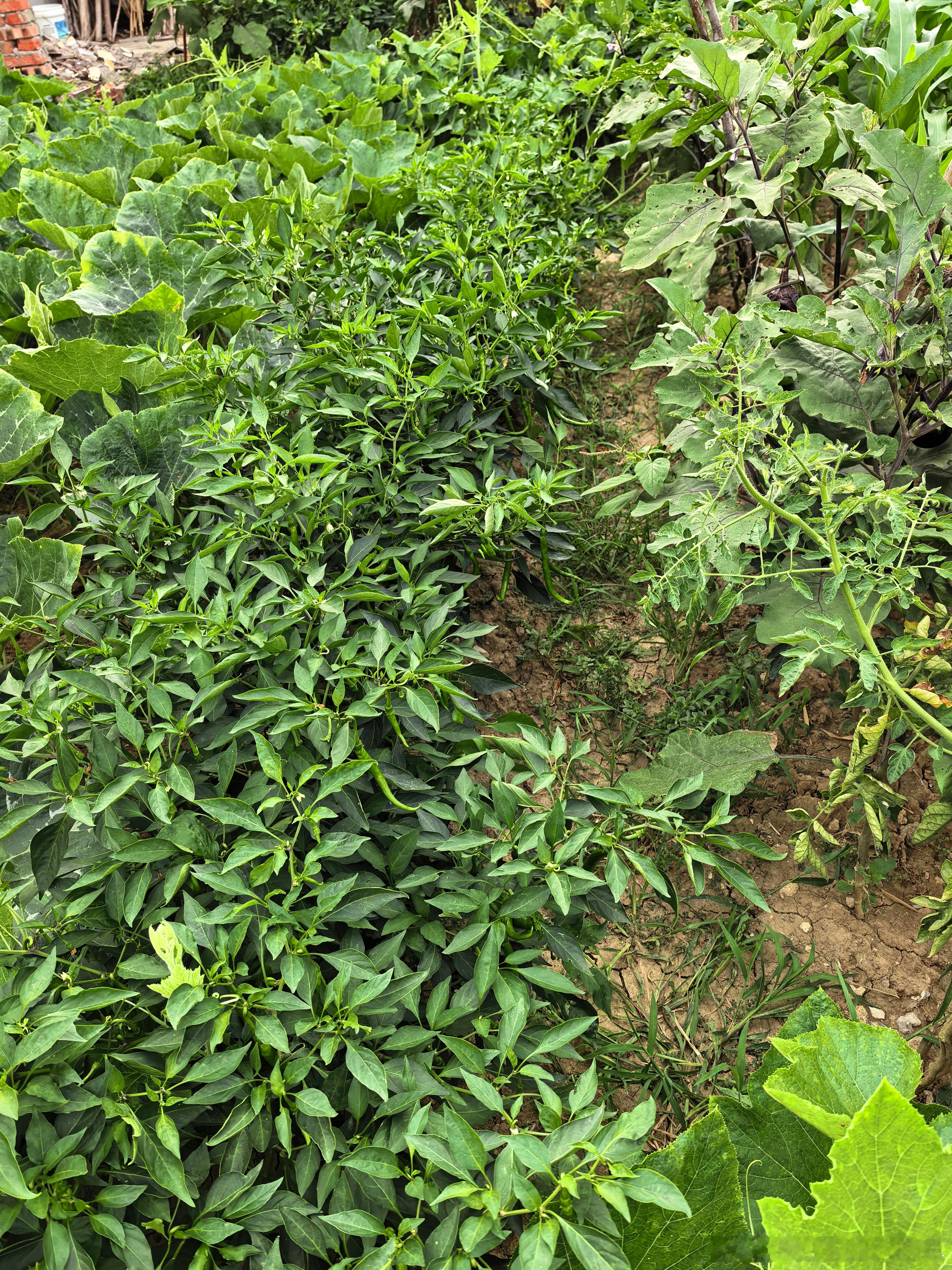 受台风影响。早上透过窗户看见外面的树枝在摇晃。打开门一阵凉爽。 