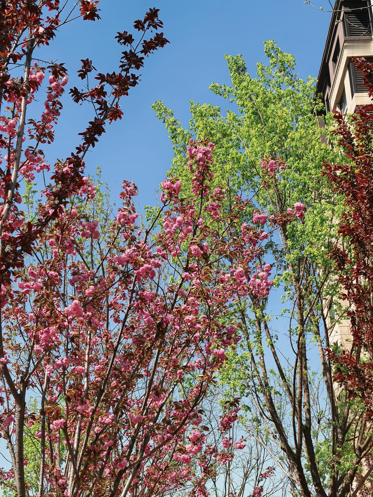 蓝天如洗，鲜花烂漫，桃红柳緑，鸟语花香！

芳菲四月，晚樱绽放，粉红浪漫，随风摇