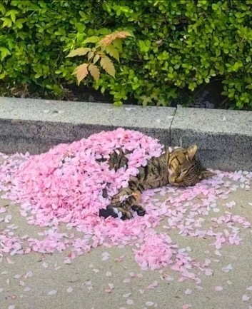 猫咪：地为床，花为被[抱一抱] ​​​