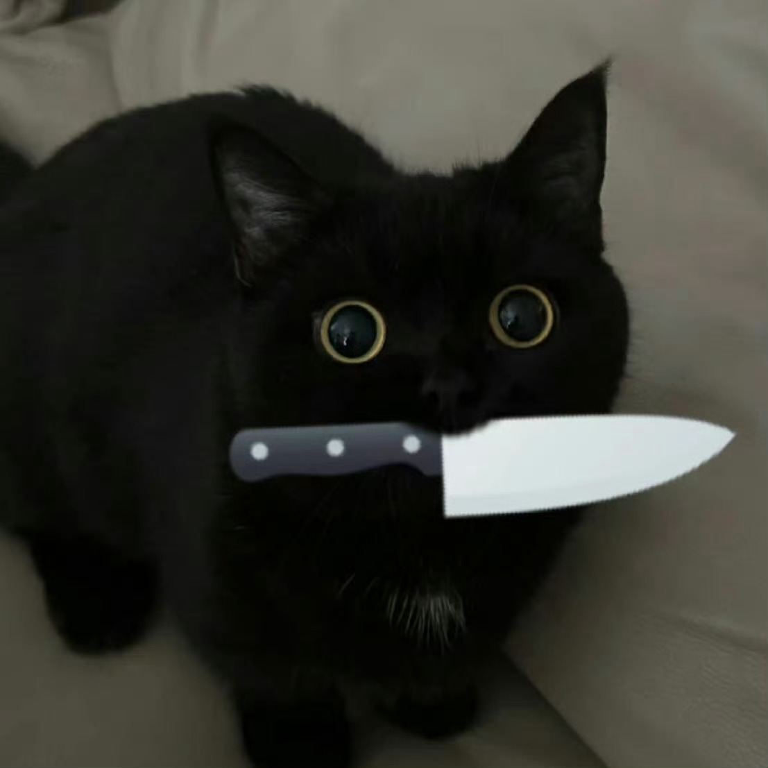 黑猫警长🐈⬛ 