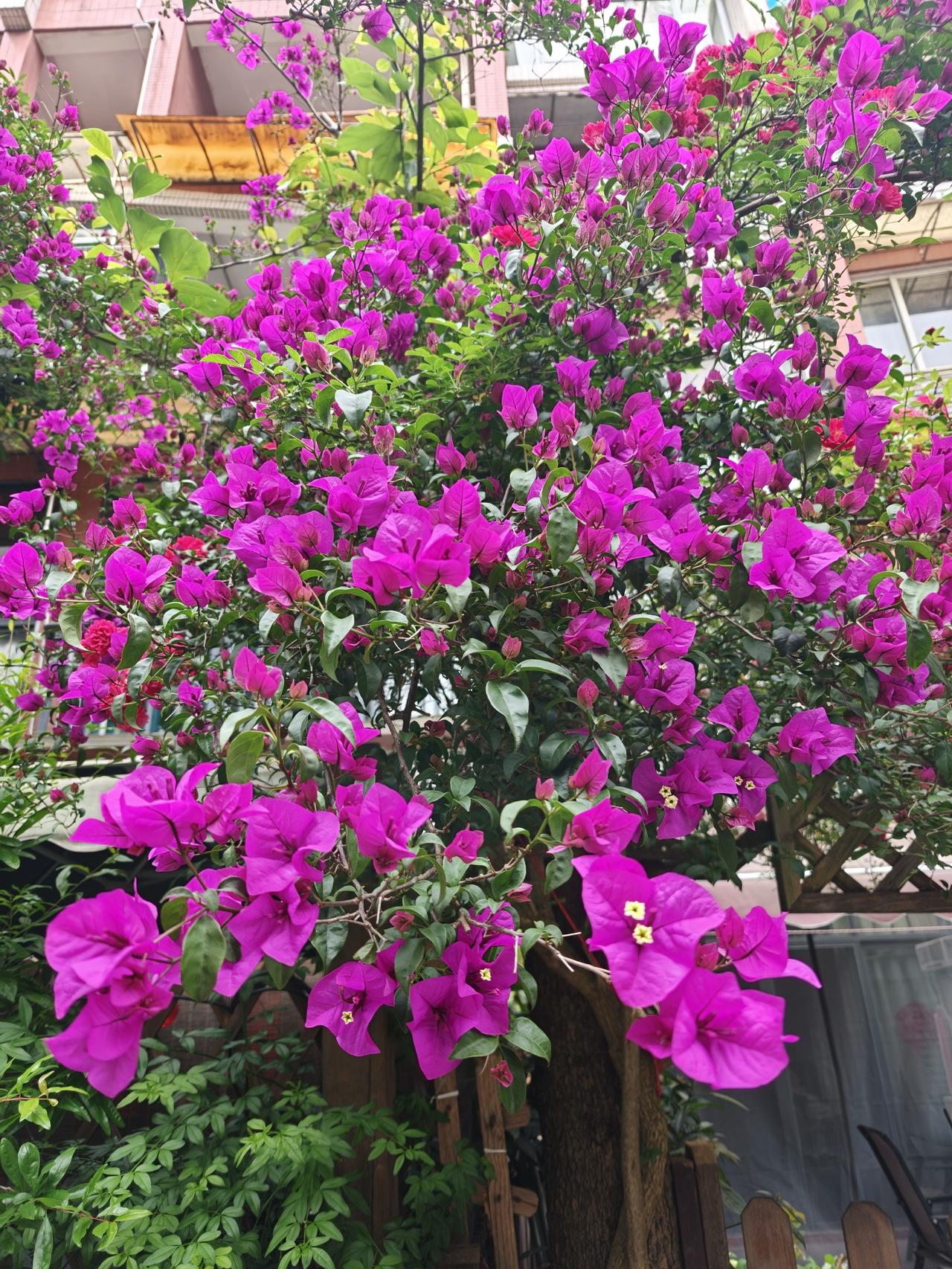 我家院子的三角梅开了，好漂亮的花花