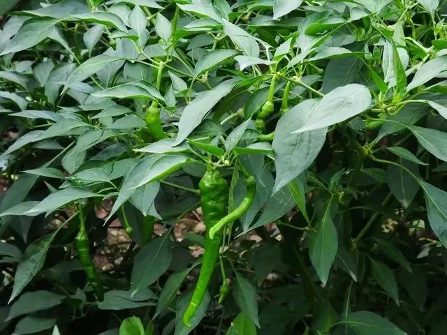 当然！空间利用更合理，辣椒植株较矮，玉米植株高，互不遮挡阳光。