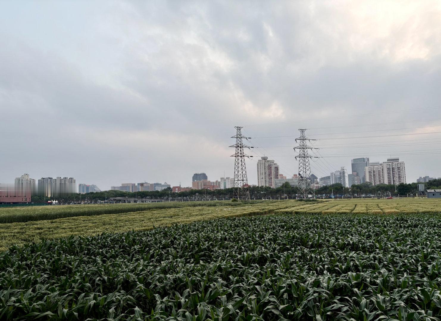 北三环的田园风光。发给，她说：昨天小满，小麦灌浆了。 