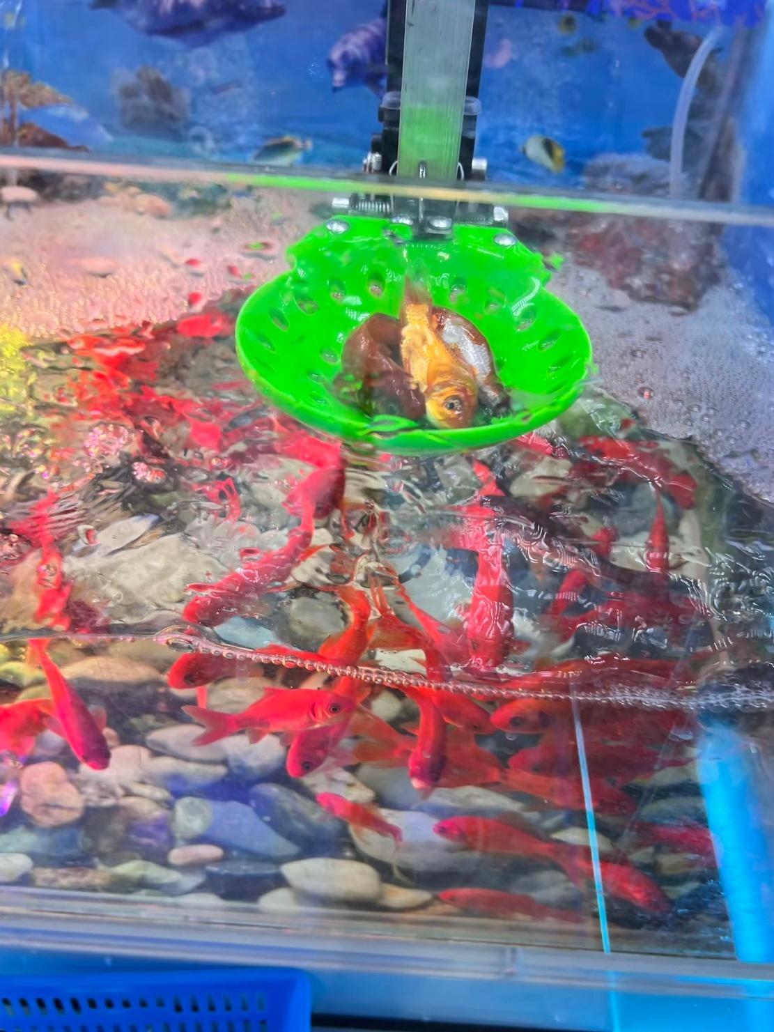 万物皆可抓 没想到小孩的游戏都进化成这样了 