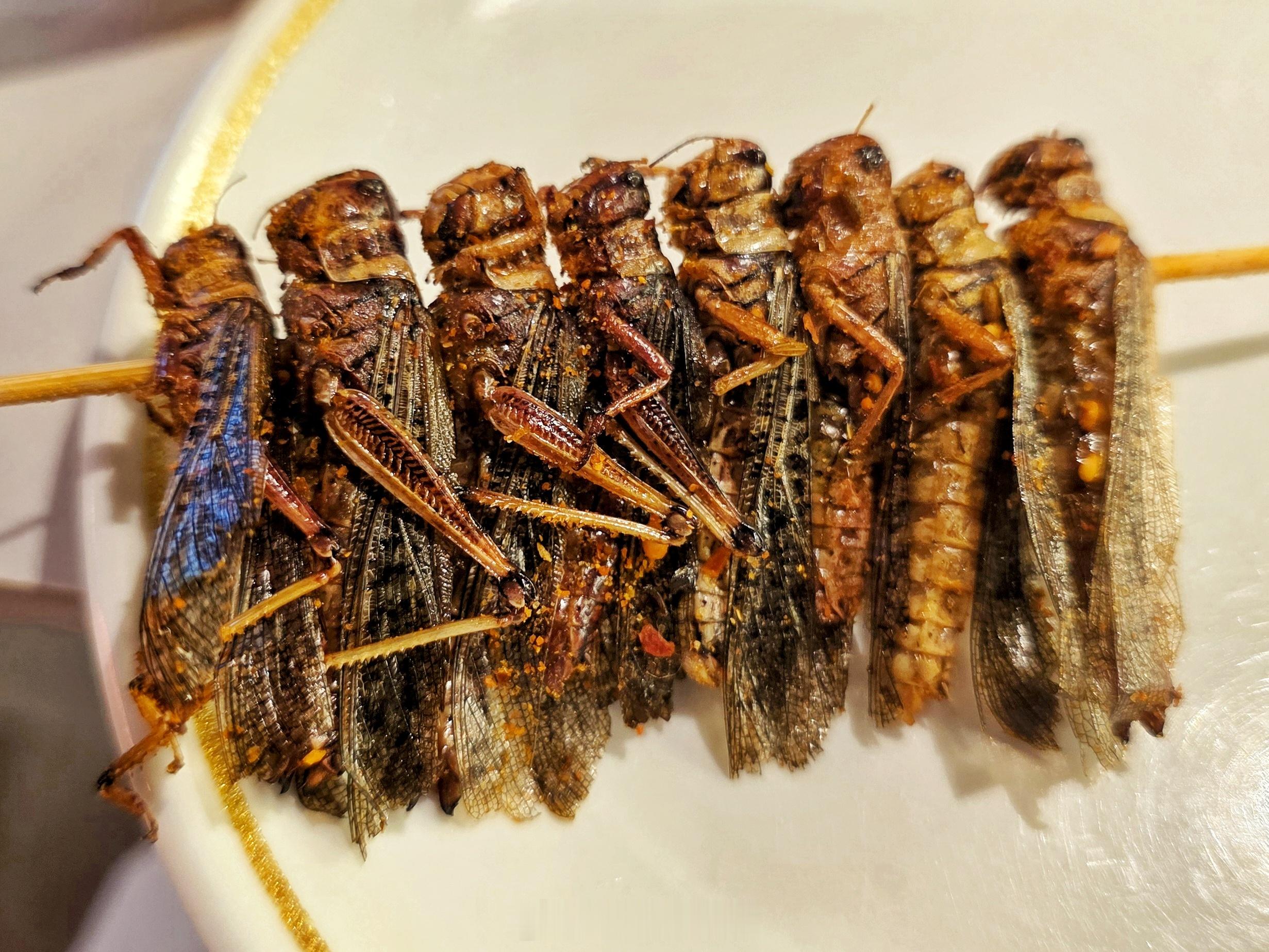 优质蛋白🦗 