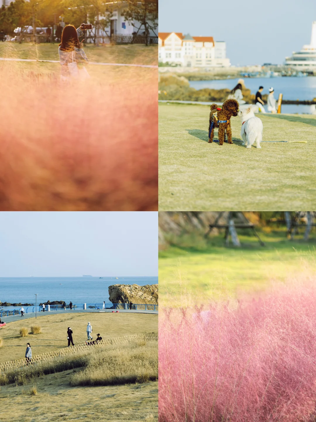 大海和粉黛子绝配 🌊10.11青岛海之恋公园
