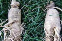 【补充】古时，有一采参人进山采药遇见一千年人参，欲将它采摘回去，不料千年人参竟开