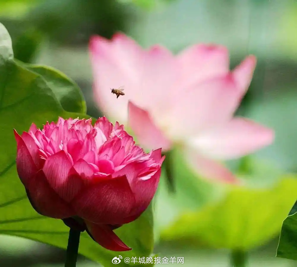 #晚安#每个人都是一道独特的风景。当你收起羡慕的目光，脚踏实地笃定前行，人生之路