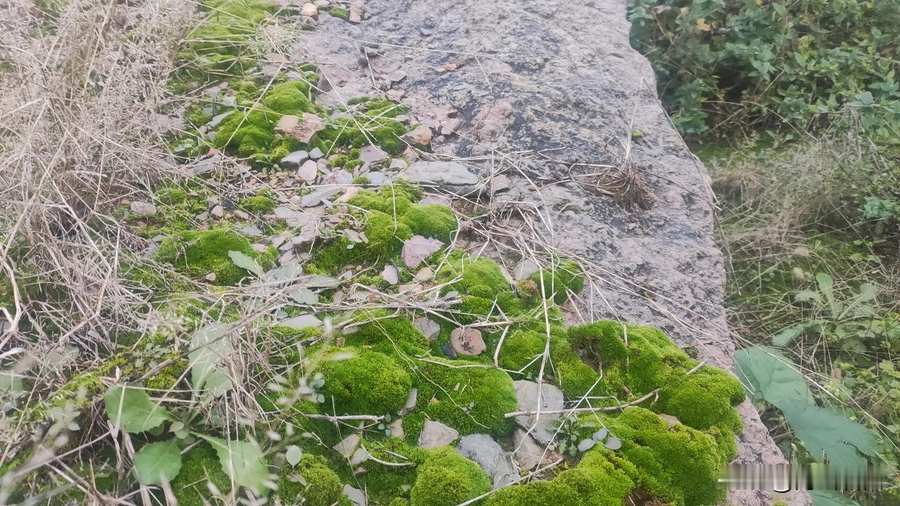 干旱的时候，你几乎看不到，就在石块上面仅存的那点土上，干枯的和土的颜色一样。无论