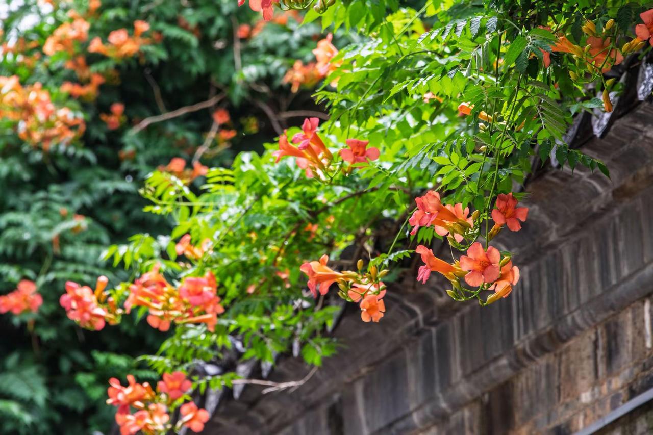 南京芥子园。南京芥子园花开成景花落成诗 园林里的诗意角落 花开花落皆是一首美丽的