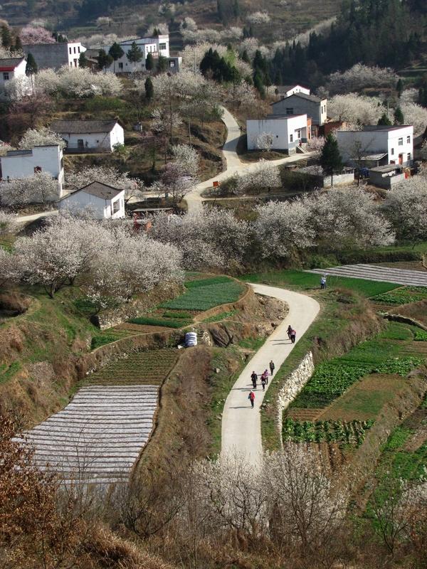 全国哪里的樱桃最好吃？ 全国哪里的樱桃最好吃？十堰的樱桃沟，是樱桃的盛产地。家家