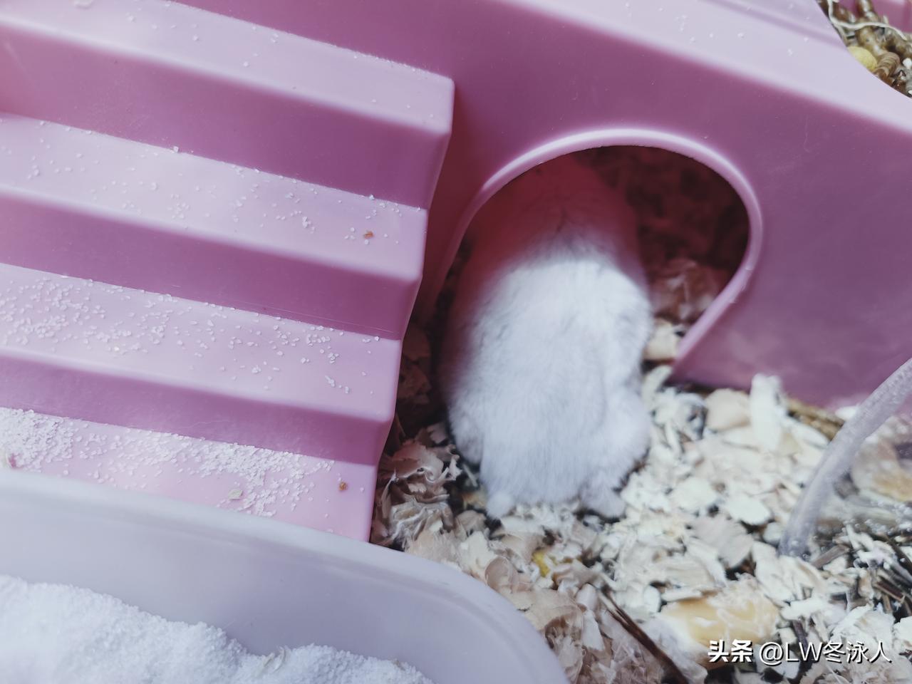 女儿养了一年多的小仓鼠今天终于到寿了。大早上就从窝里往外爬，后腿儿也没劲儿了，拖