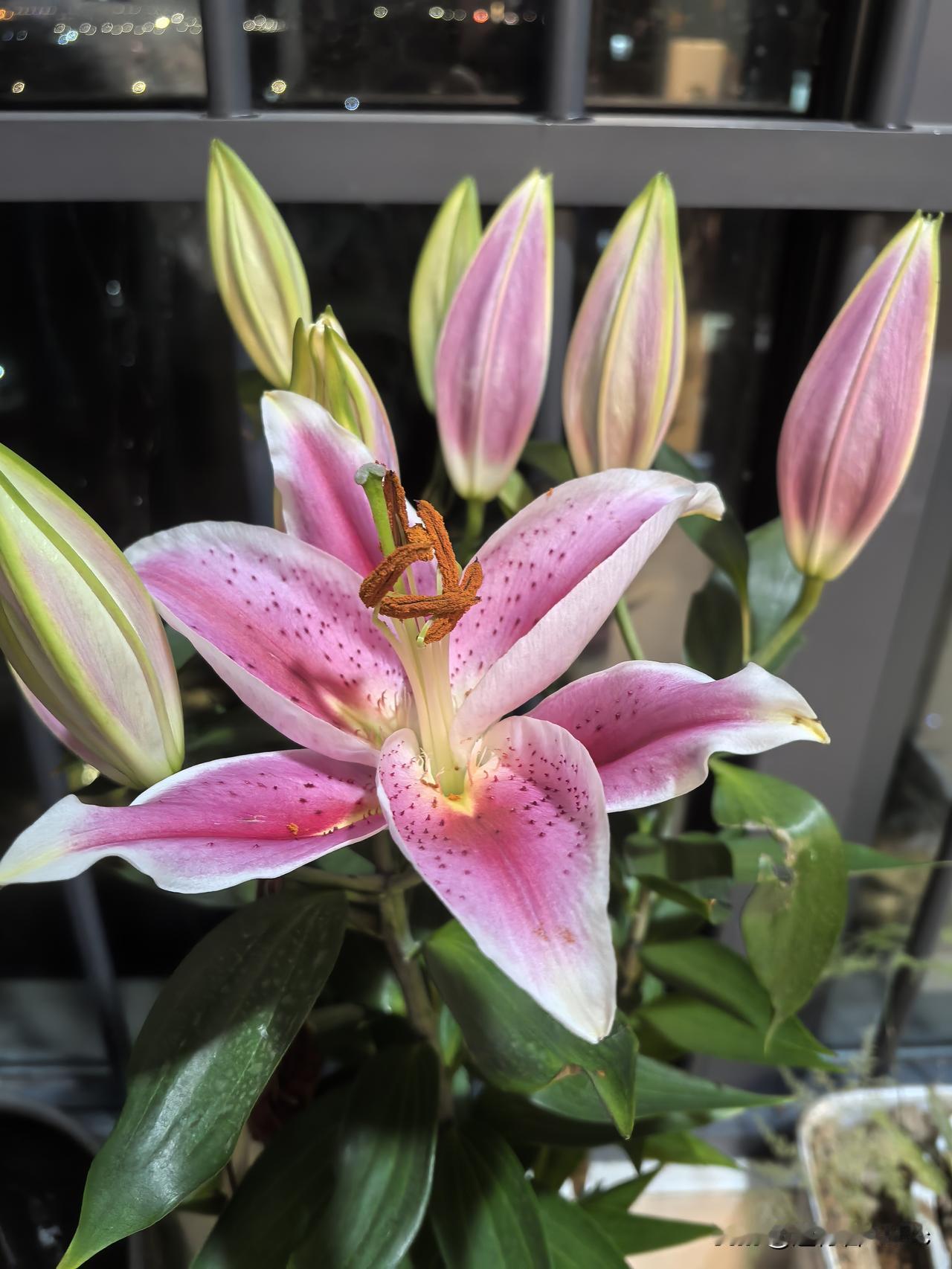 正是菊黄合粉时