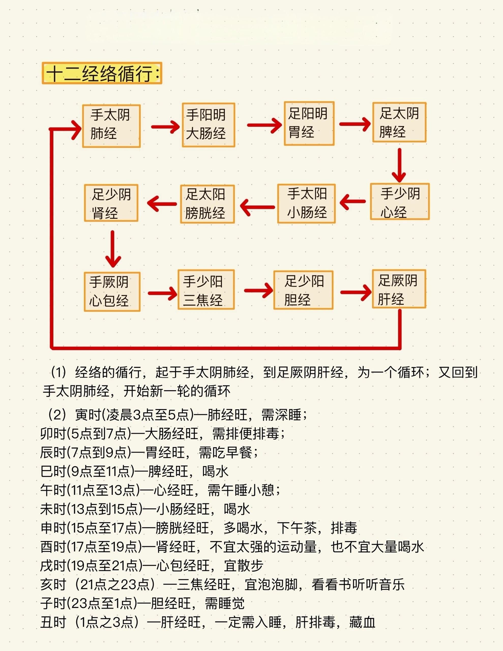 十二经脉循行我们人体有12条正经，从手太阴肺经开始，到足厥阴肝经，12正经刚好循