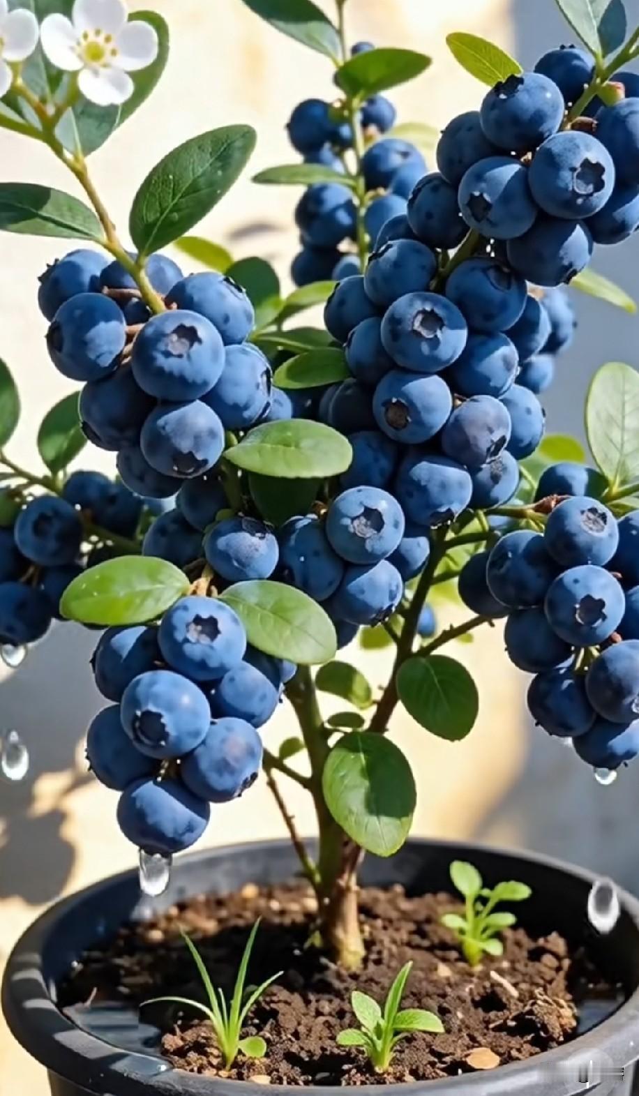 谁能想到，花盆里也能种出挂满果子的蓝莓！
之前总以为蓝莓只能地里种，直到自己盆栽