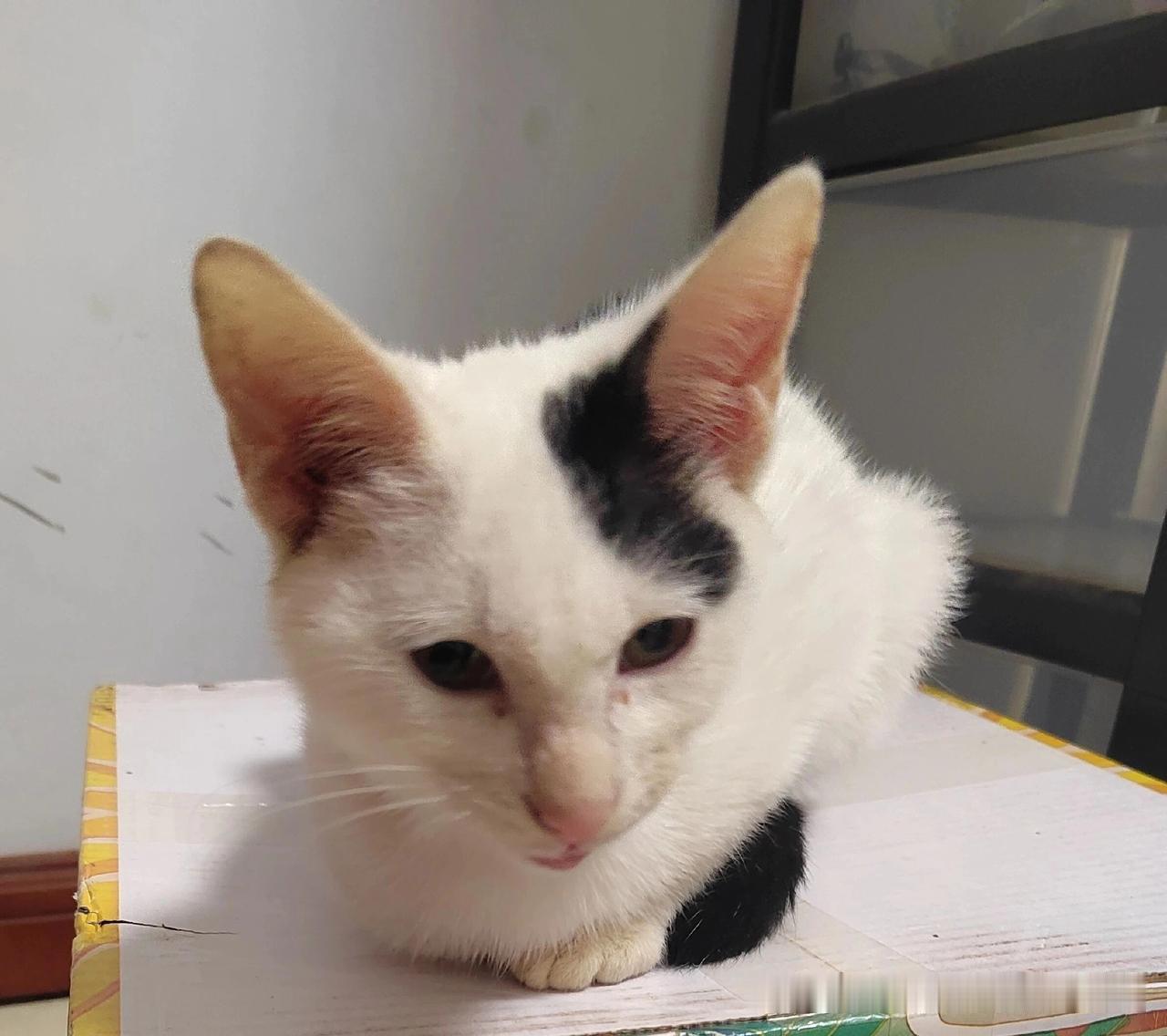 领养一只猫，收留一颗流浪的心2025年11月5日一天下班回家，在小区门口，一位胖