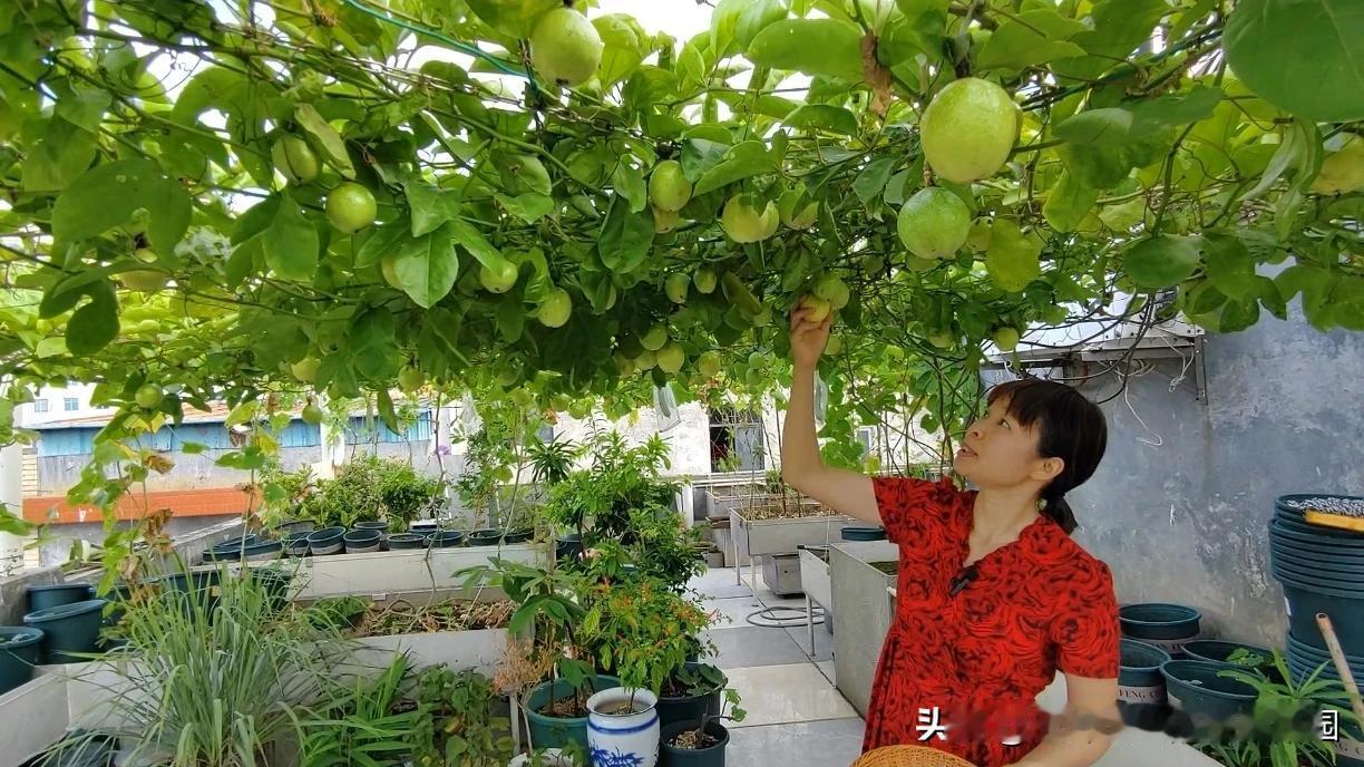 #种果树一般前三年都不会挂果吗?#
现在果树基本是嫁接苗多，一般是当年或者第二年