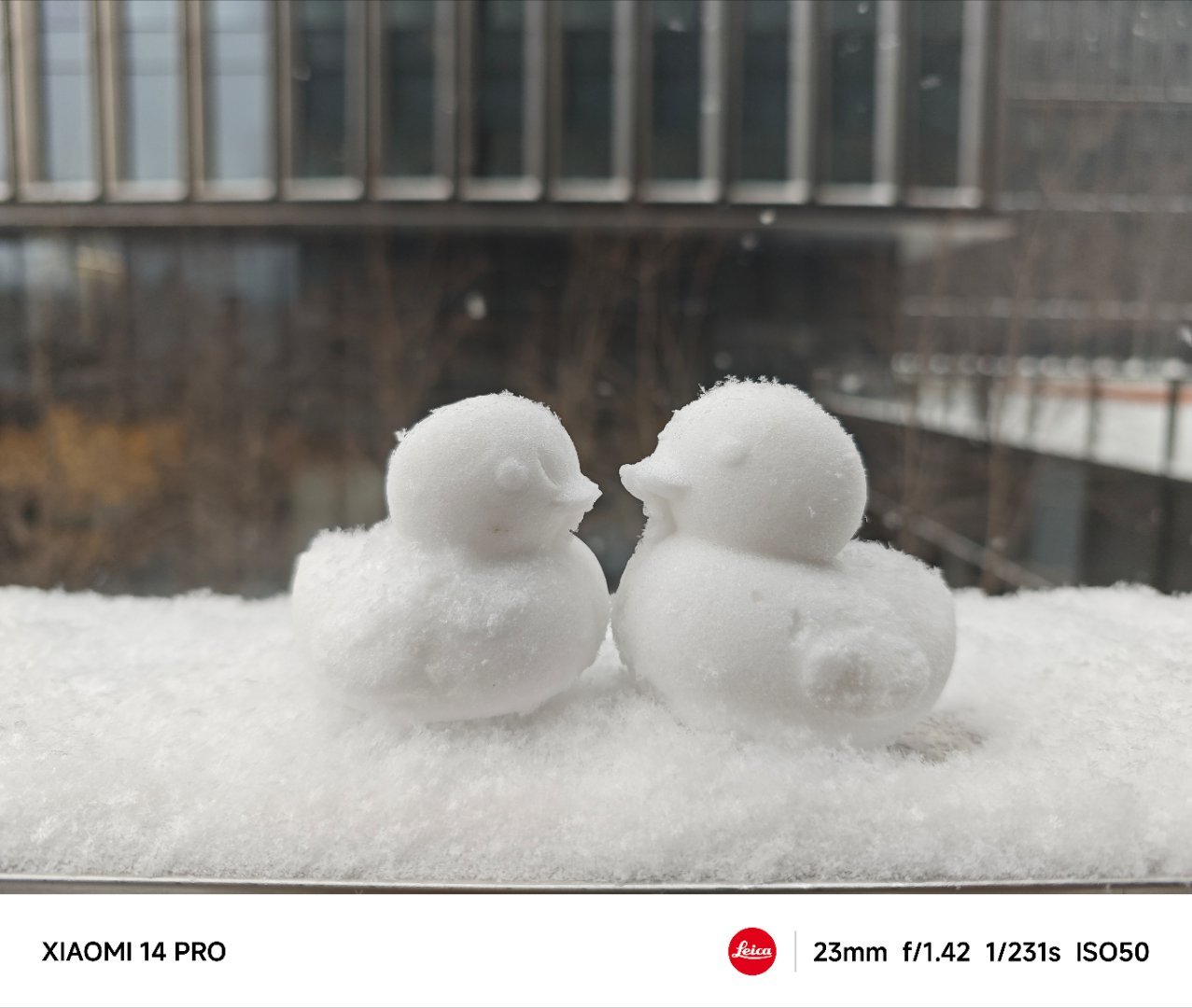 一起来数鸭子吧～[爱慕][爱慕][爱慕]#北京下雪# ​​​