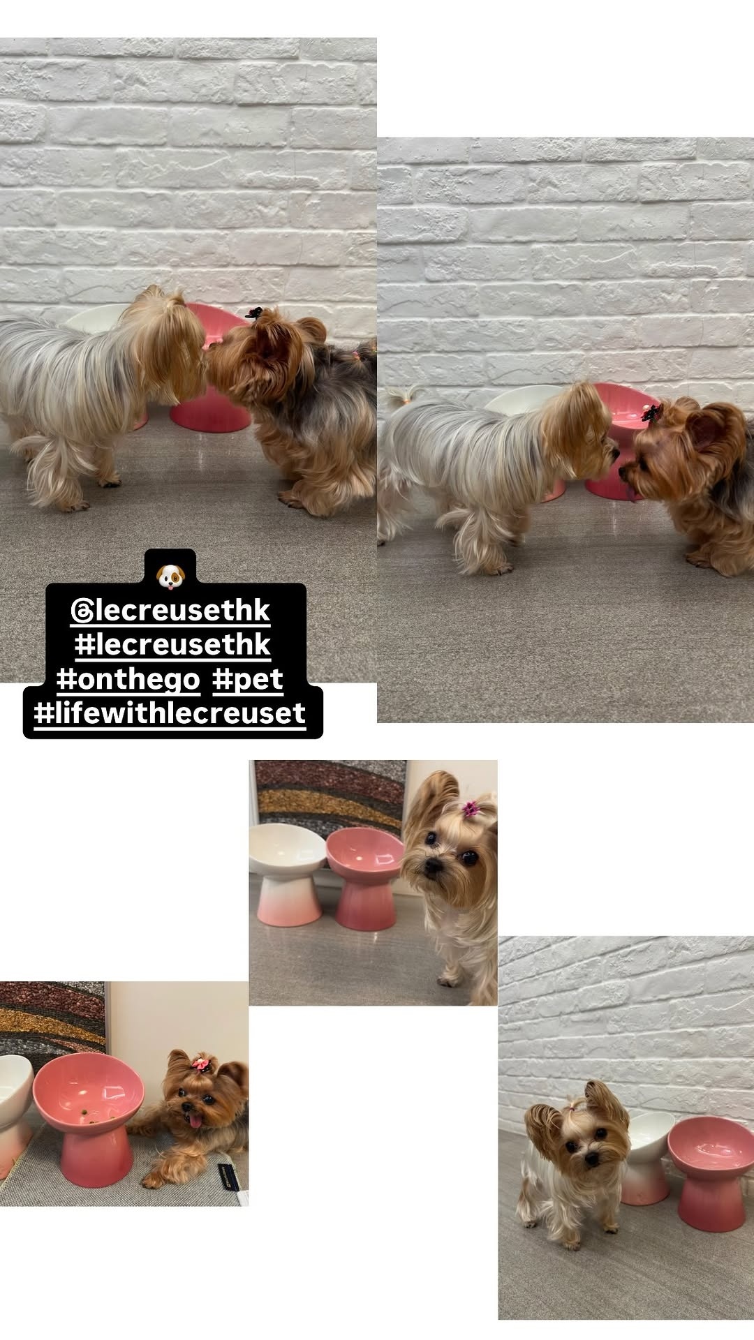蔡卓妍 ｜阿sa蔡卓妍 20260809 ig story更新 