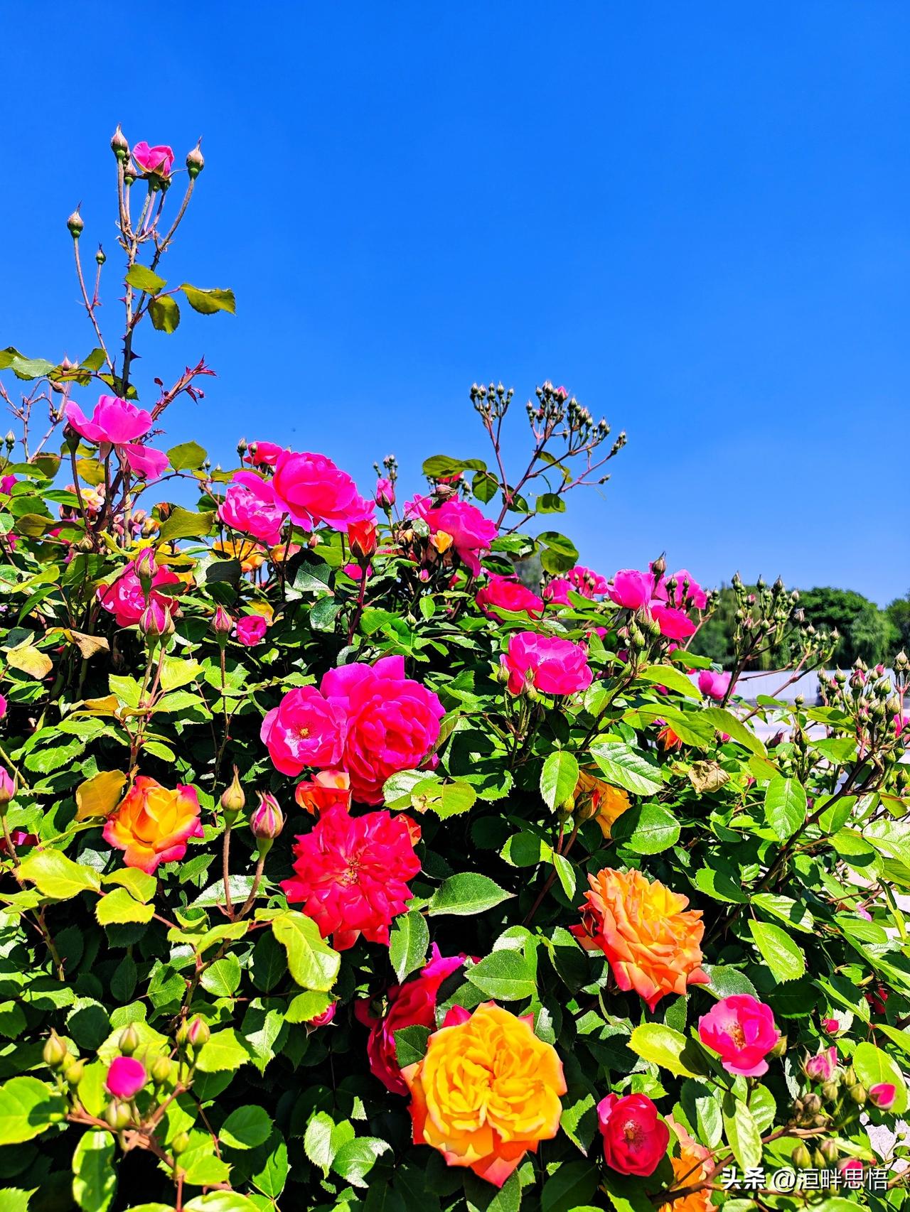 在蓝天白云下，绽放出五彩斑斓的月季花，宛如梦幻般的美景！🌹🌞