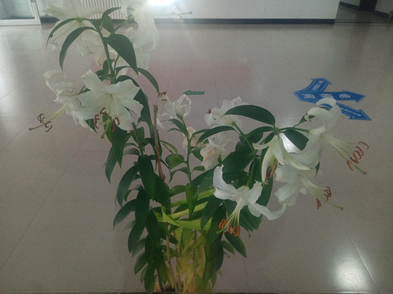 上联:路遥知马力。求下联？日久见人心。