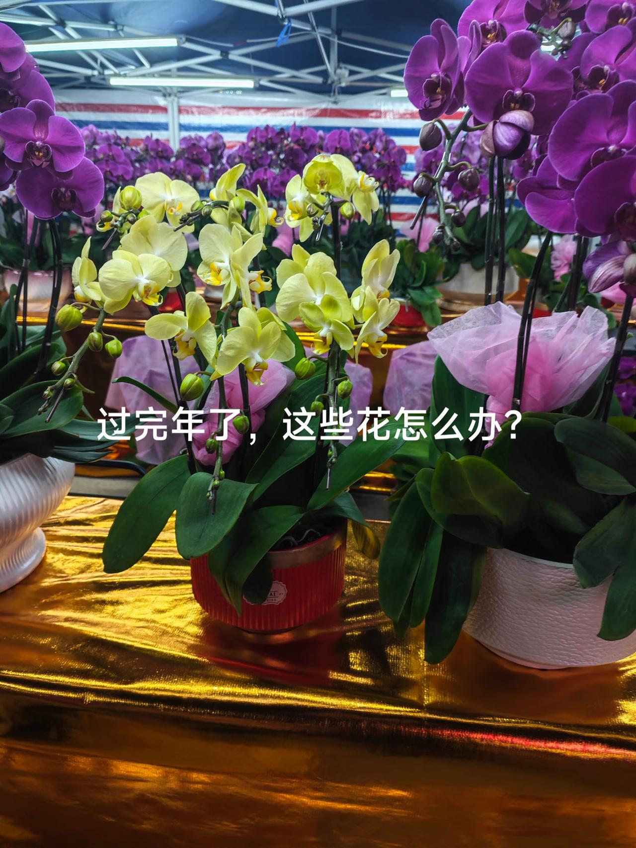 过完年了，这花怎么办？花的美只为过年那一瞬间，所有的美在过完年后，又开